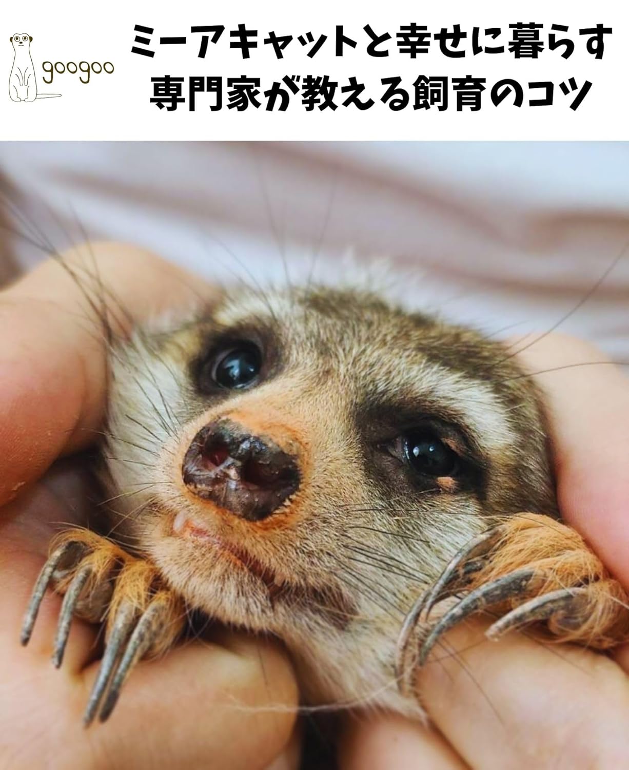 ミーアキャットと幸せに暮らす:専門家が教える飼育のコツ
