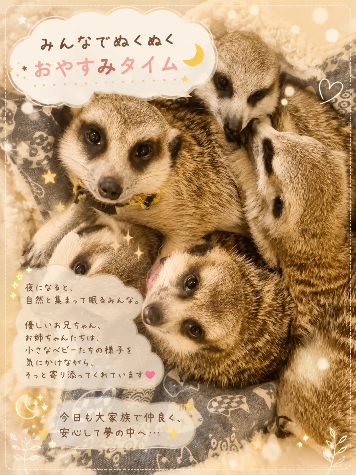 夜、寄り集まって眠るミーアキャットたち