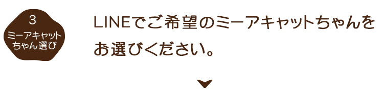 3.ミーアキャットちゃん選び