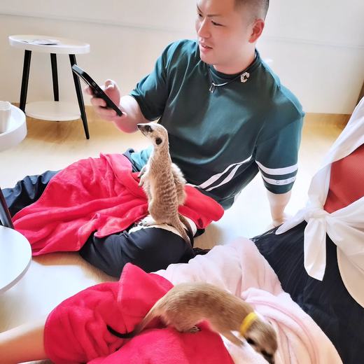 googoo でミーアキャットとふれあうお客様