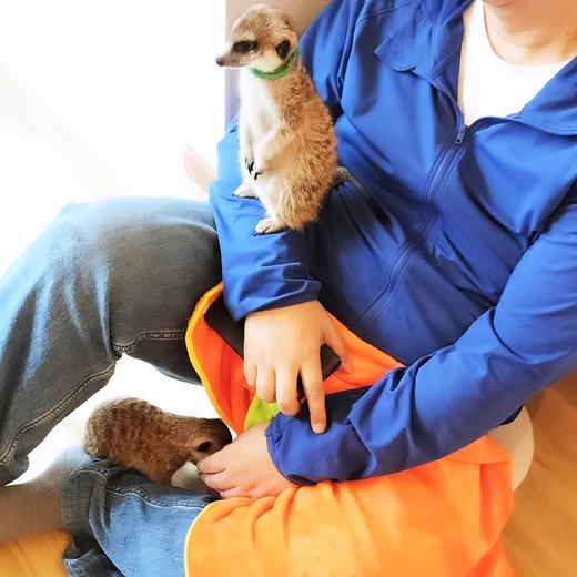 googoo でミーアキャットとふれあうお客様