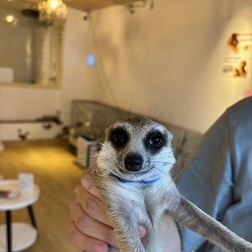 googoo のミーアキャット