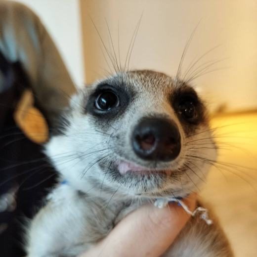 googoo のミーアキャット
