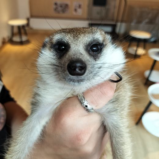 googoo のミーアキャット