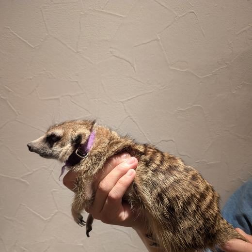 googoo のミーアキャット