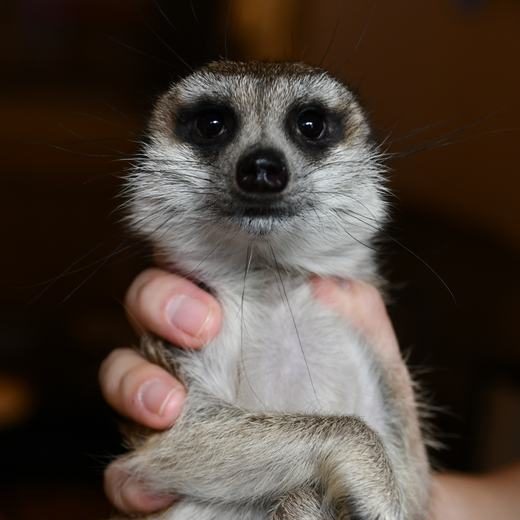 googoo のミーアキャット