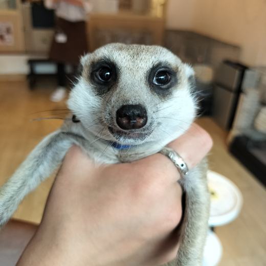 googoo のミーアキャット