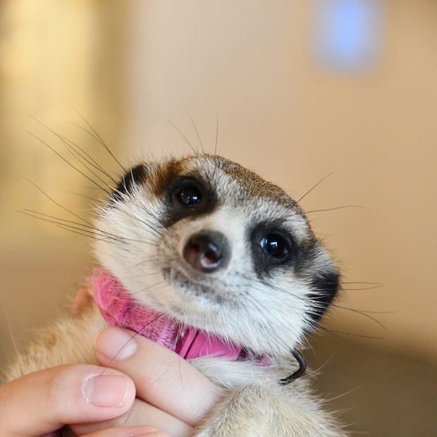 googoo のだっちょちゃん