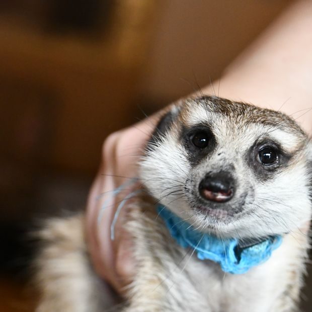 googoo のしらすちゃん