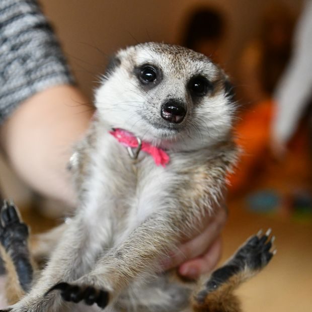 googoo のうめちゃん