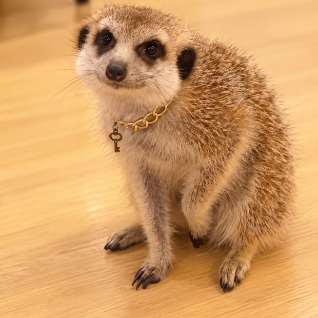 googoo のジンちゃん