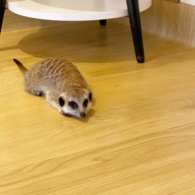googoo のだいくん