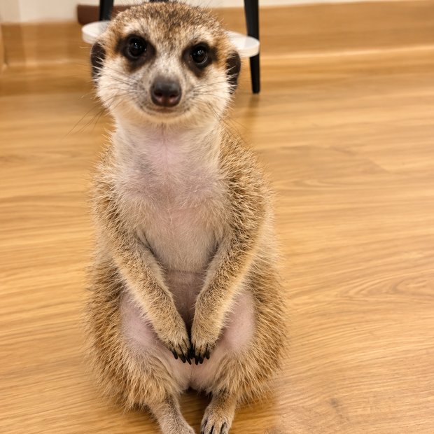 googoo のぎんちゃん