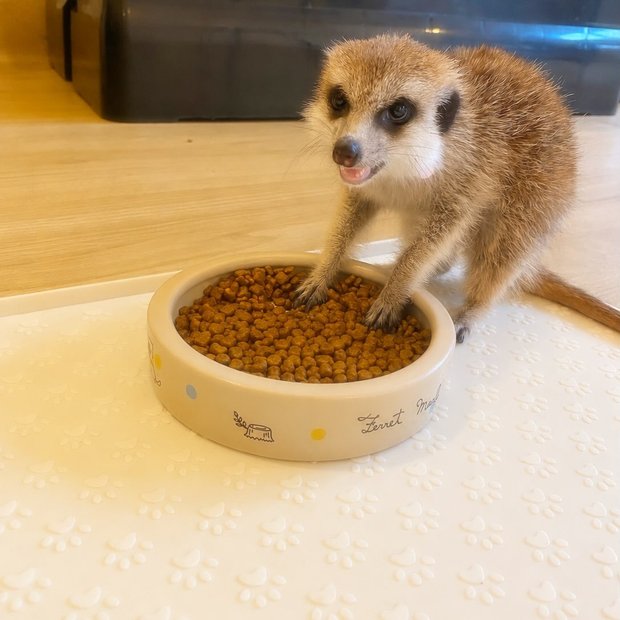 googoo のキティちゃん