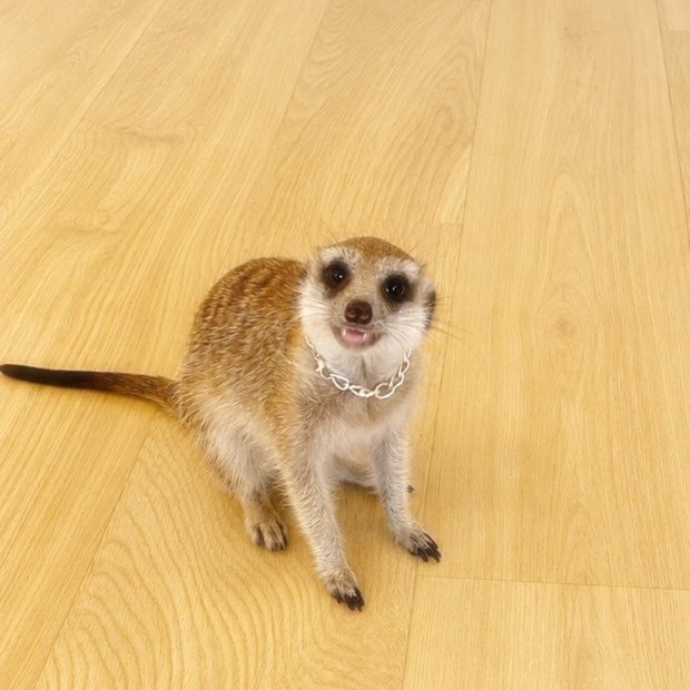 googoo のロゼちゃん