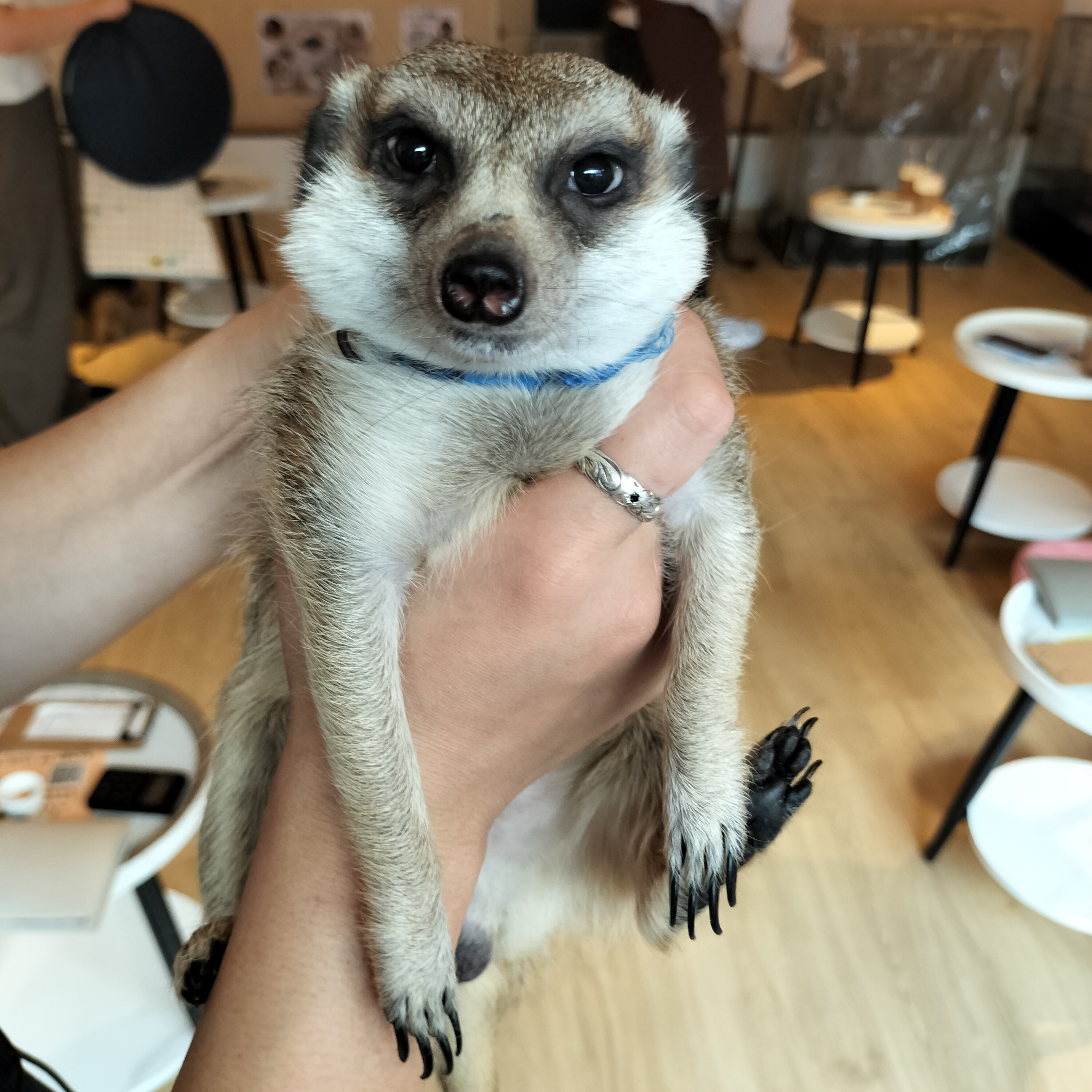ピノ