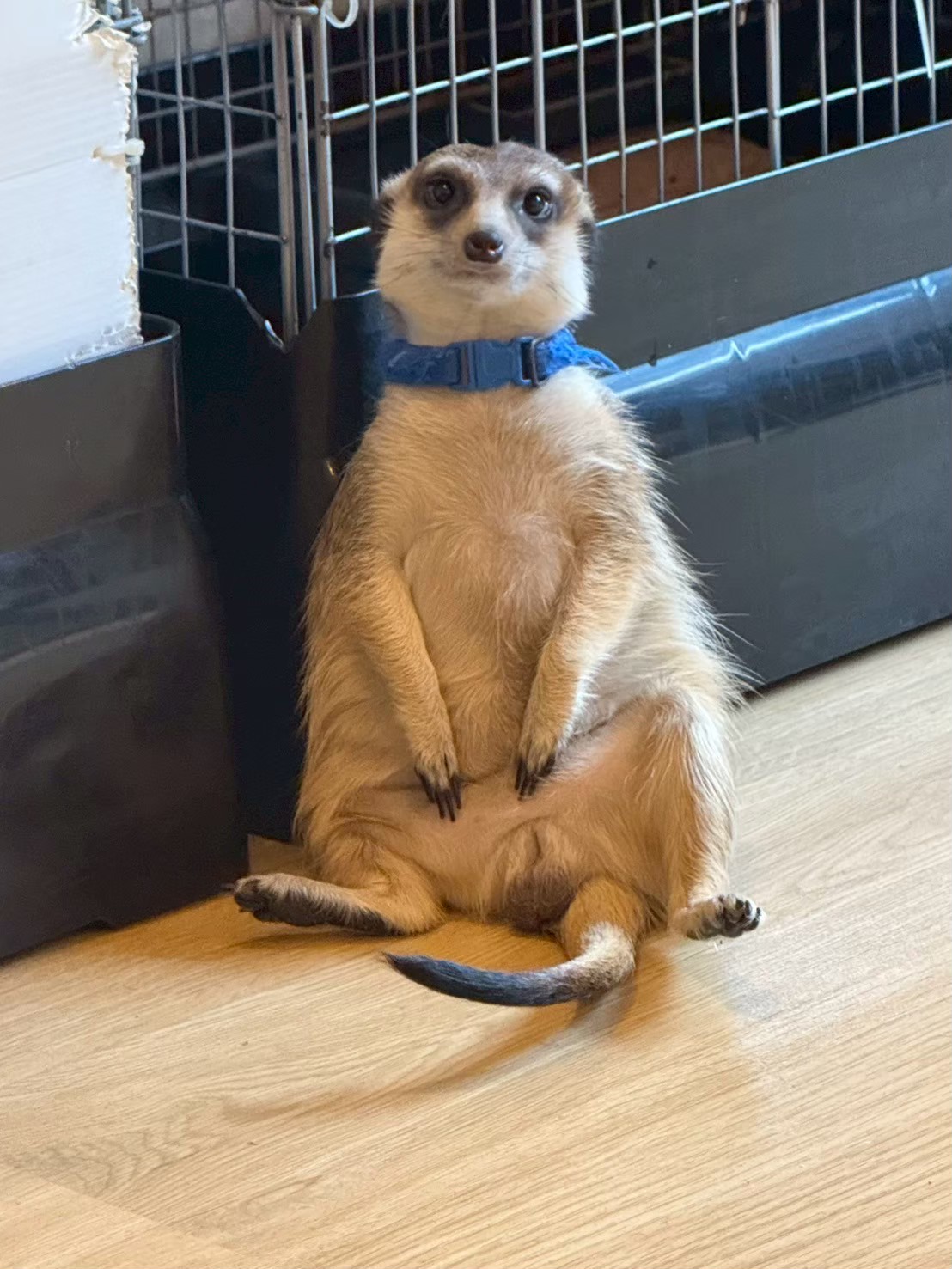 ピノ