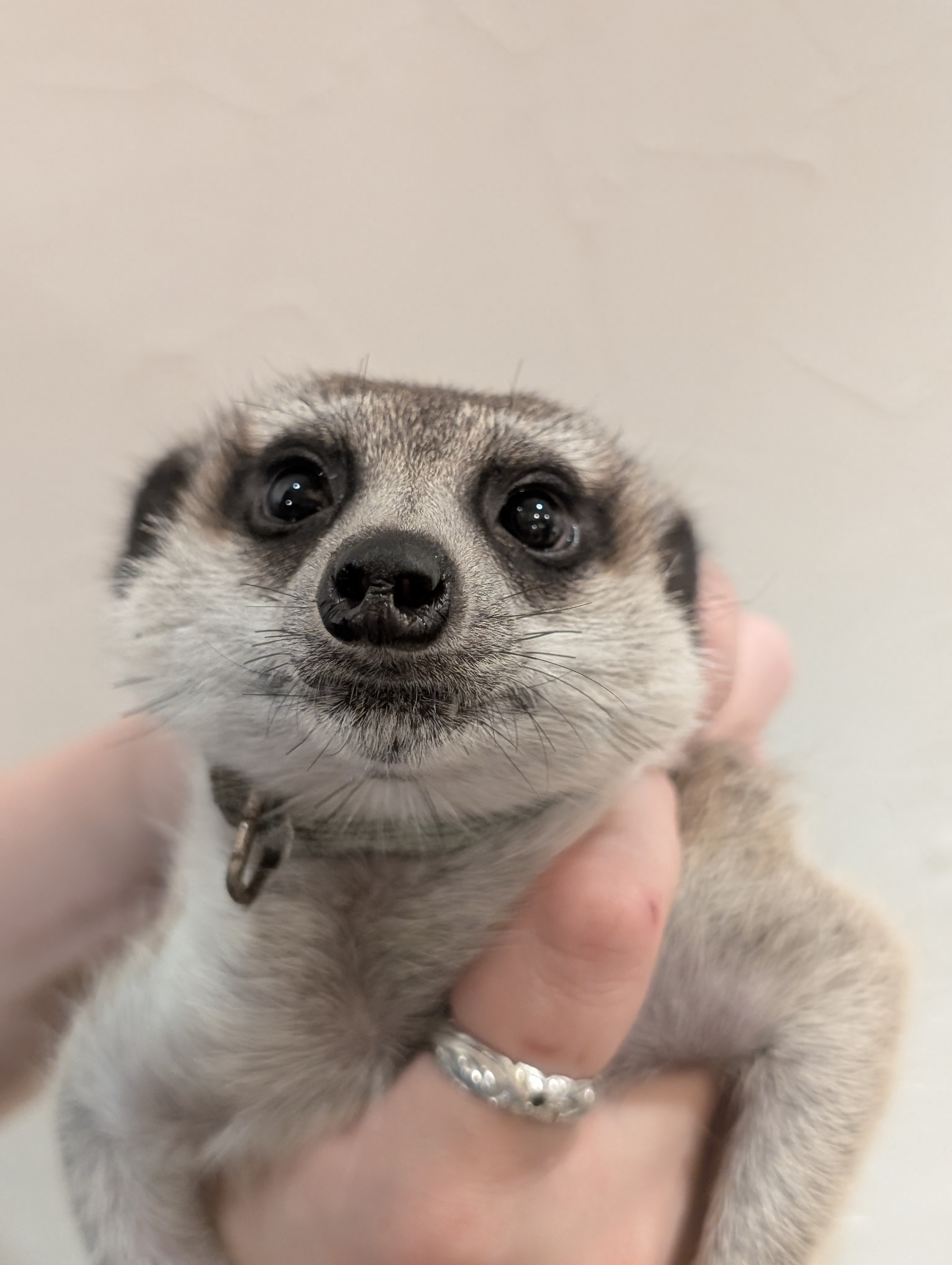 いちごくま