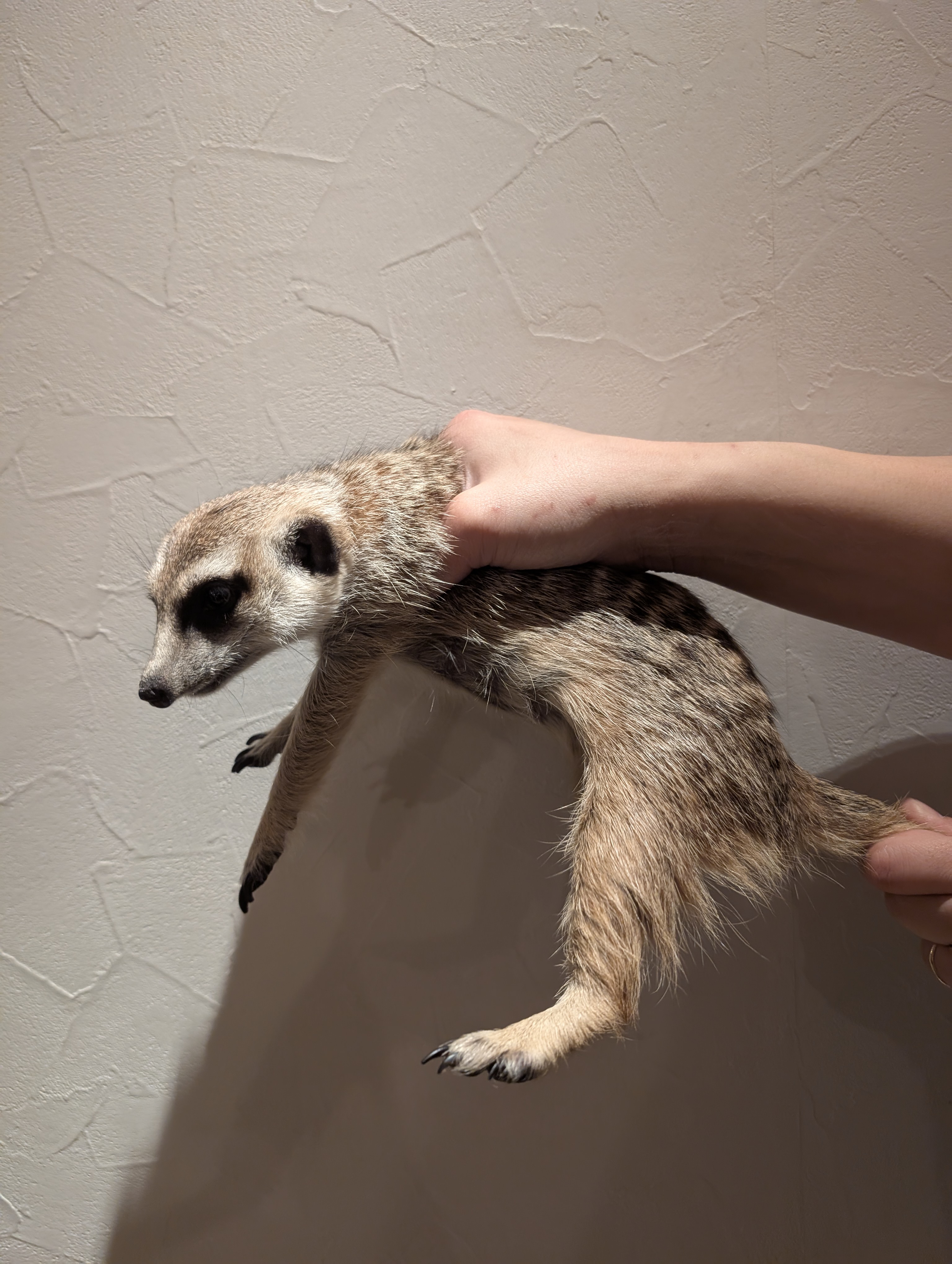 コアラ