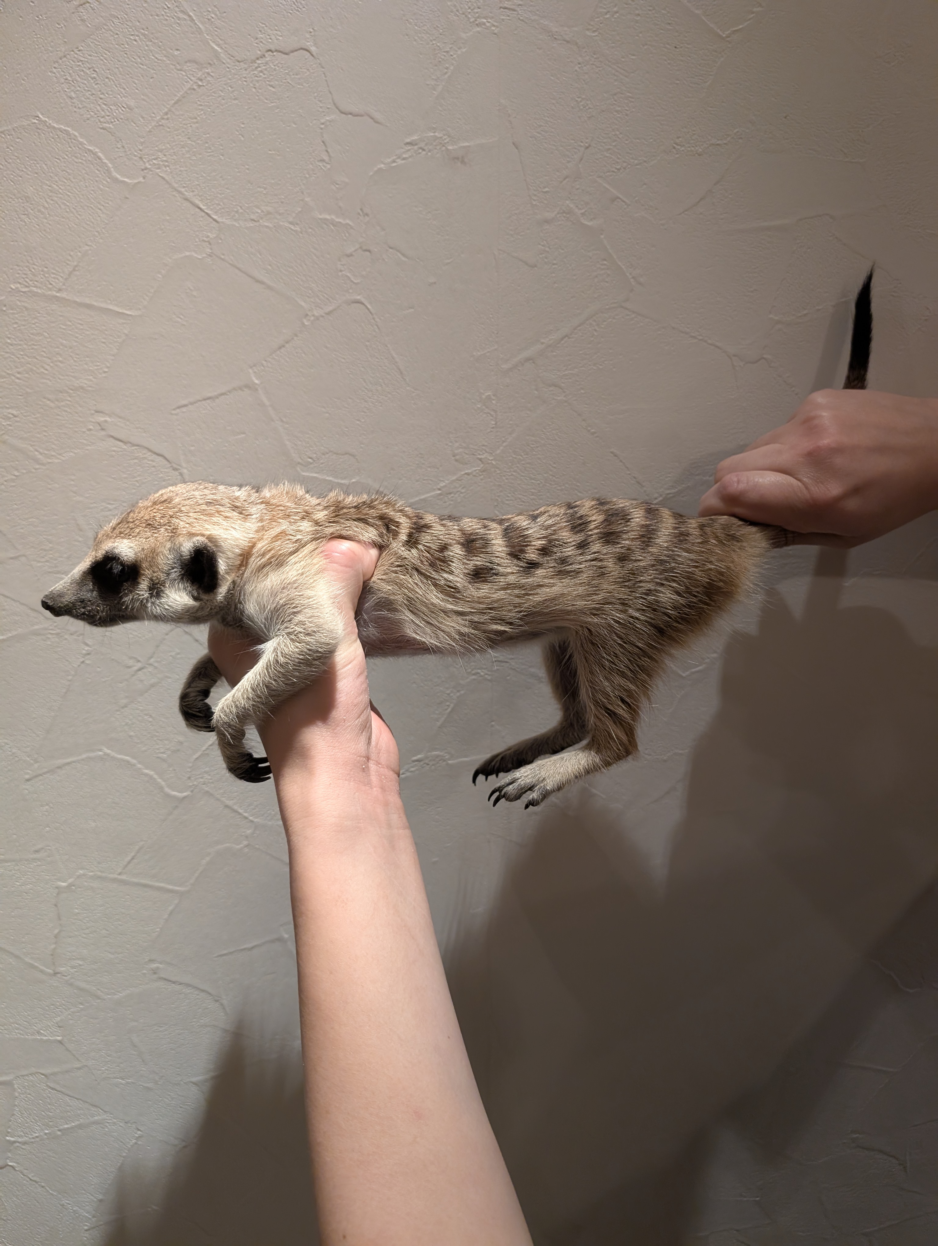 しらす