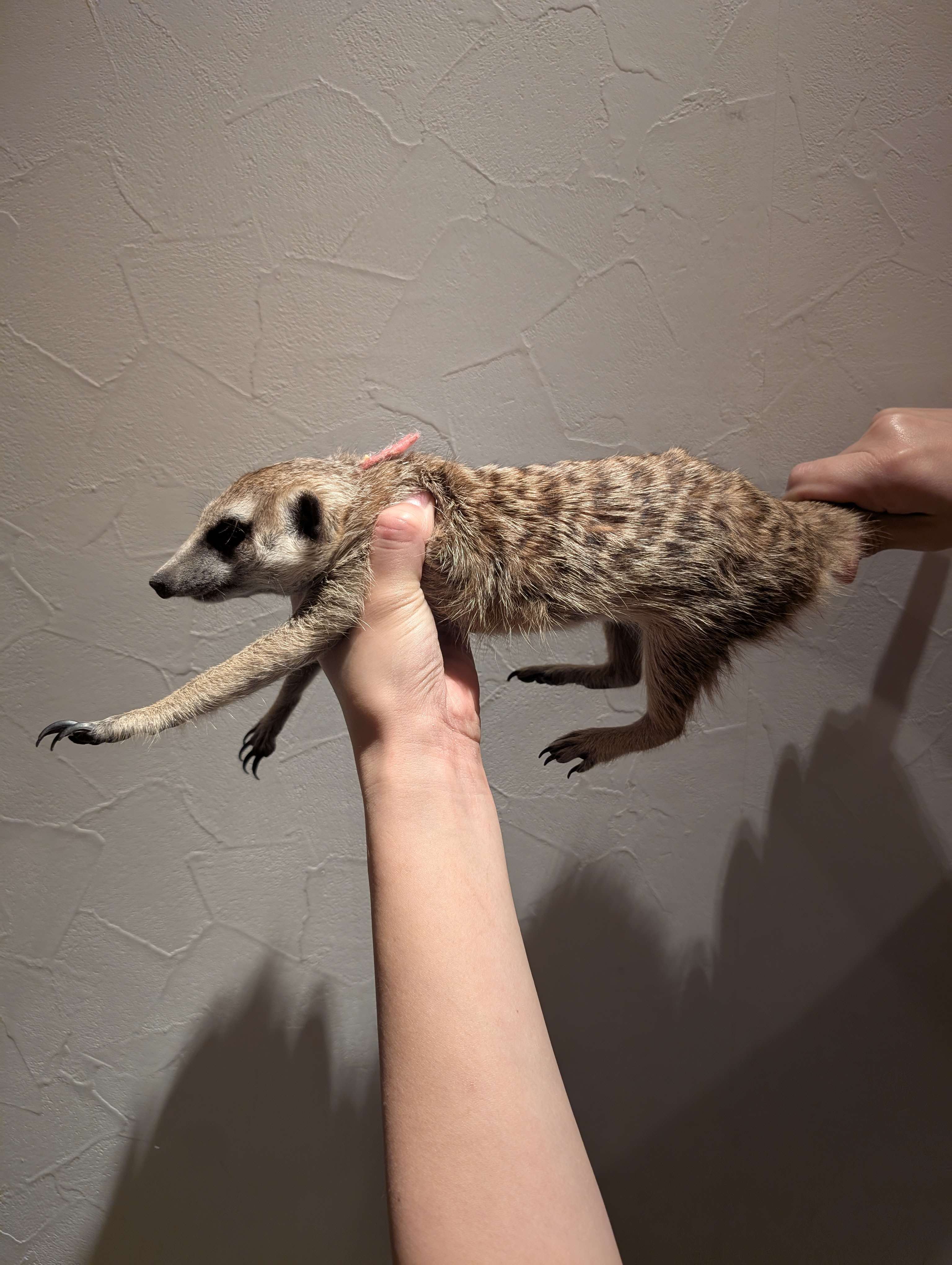うめ