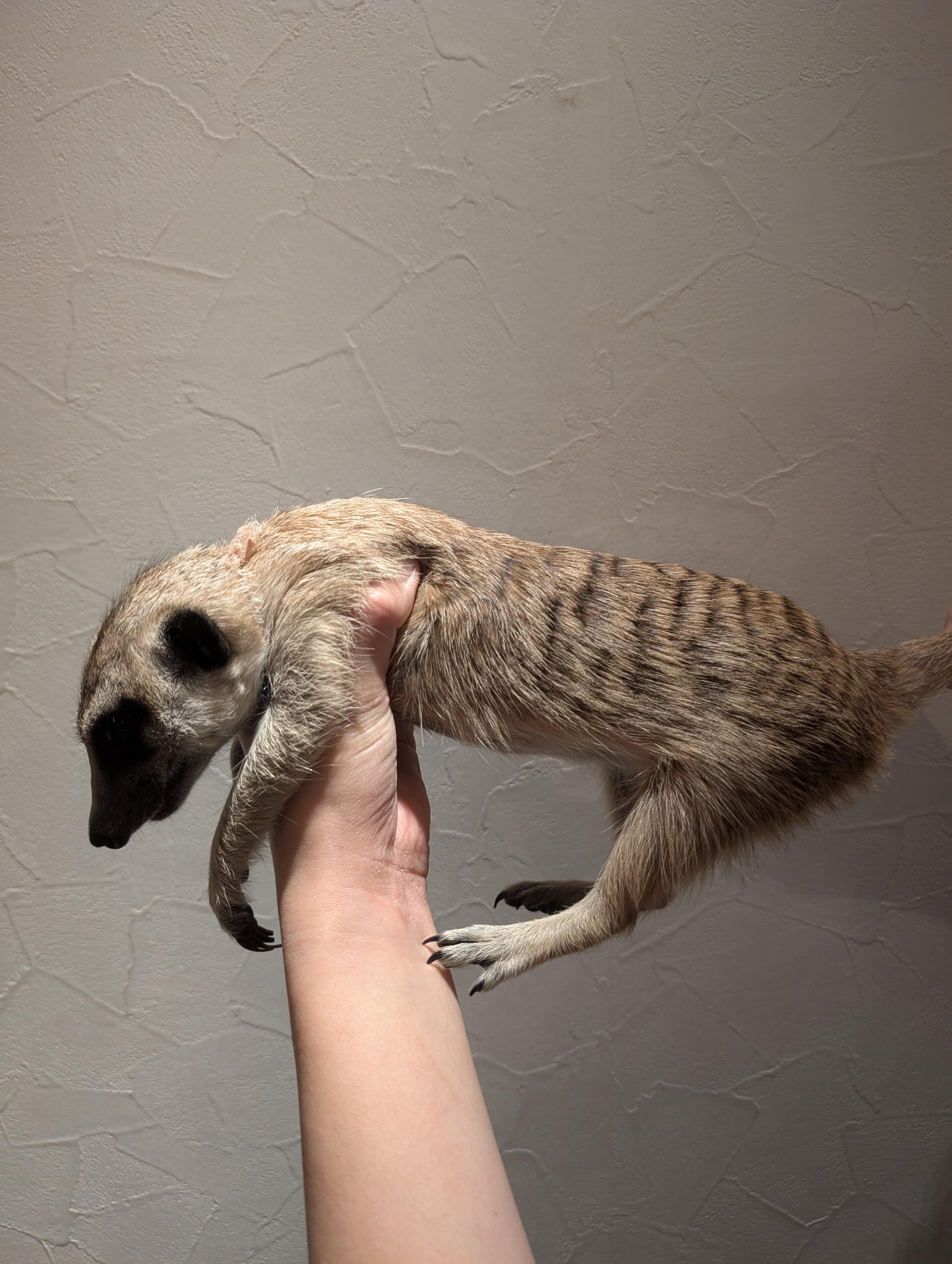 えびまよ