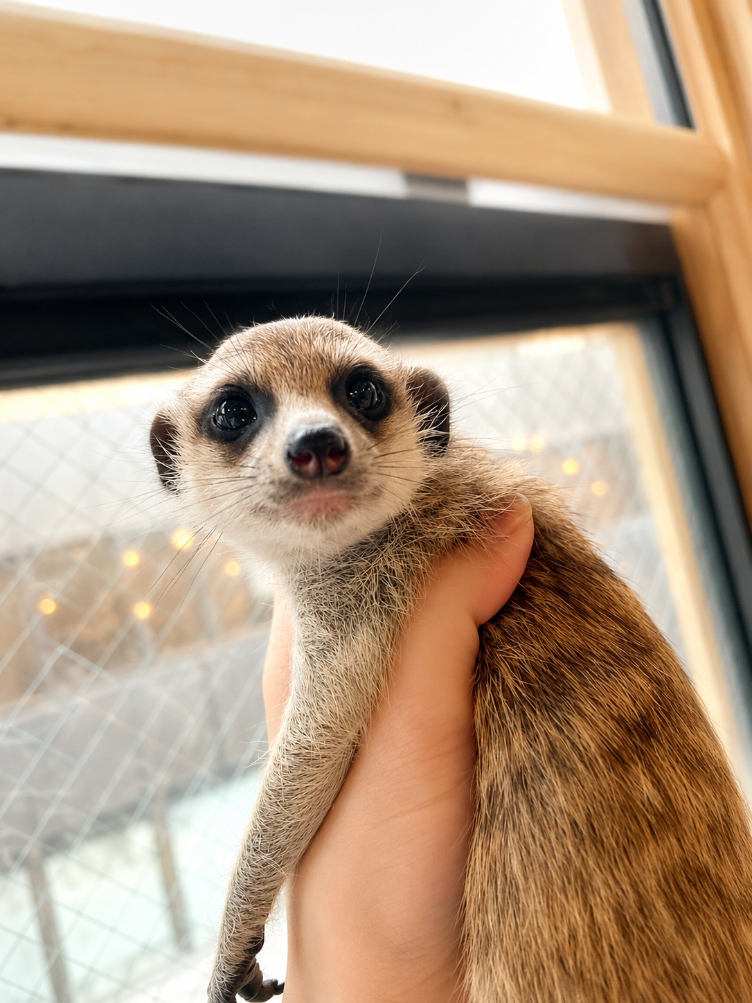 googoo のぎんちゃん