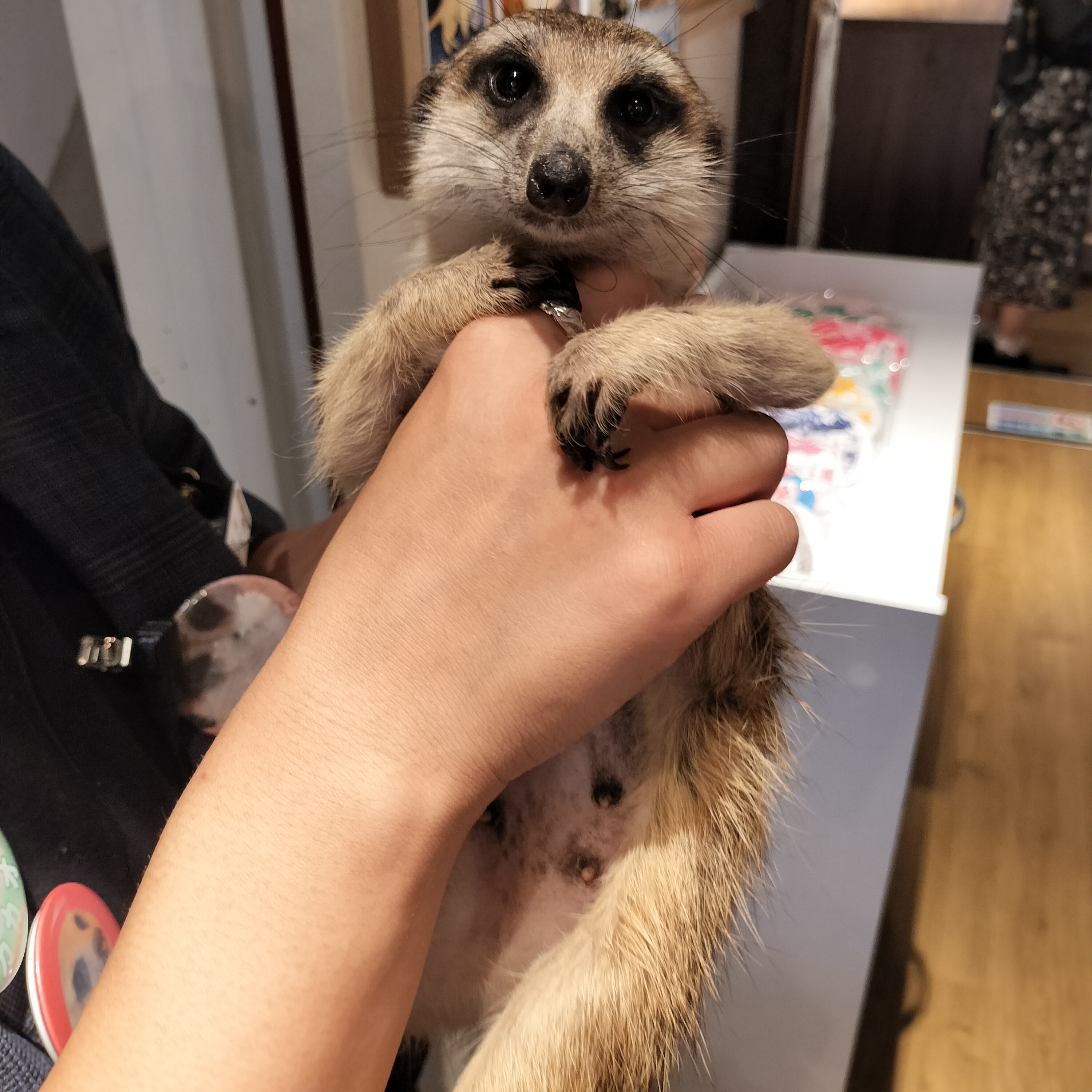 チョコ