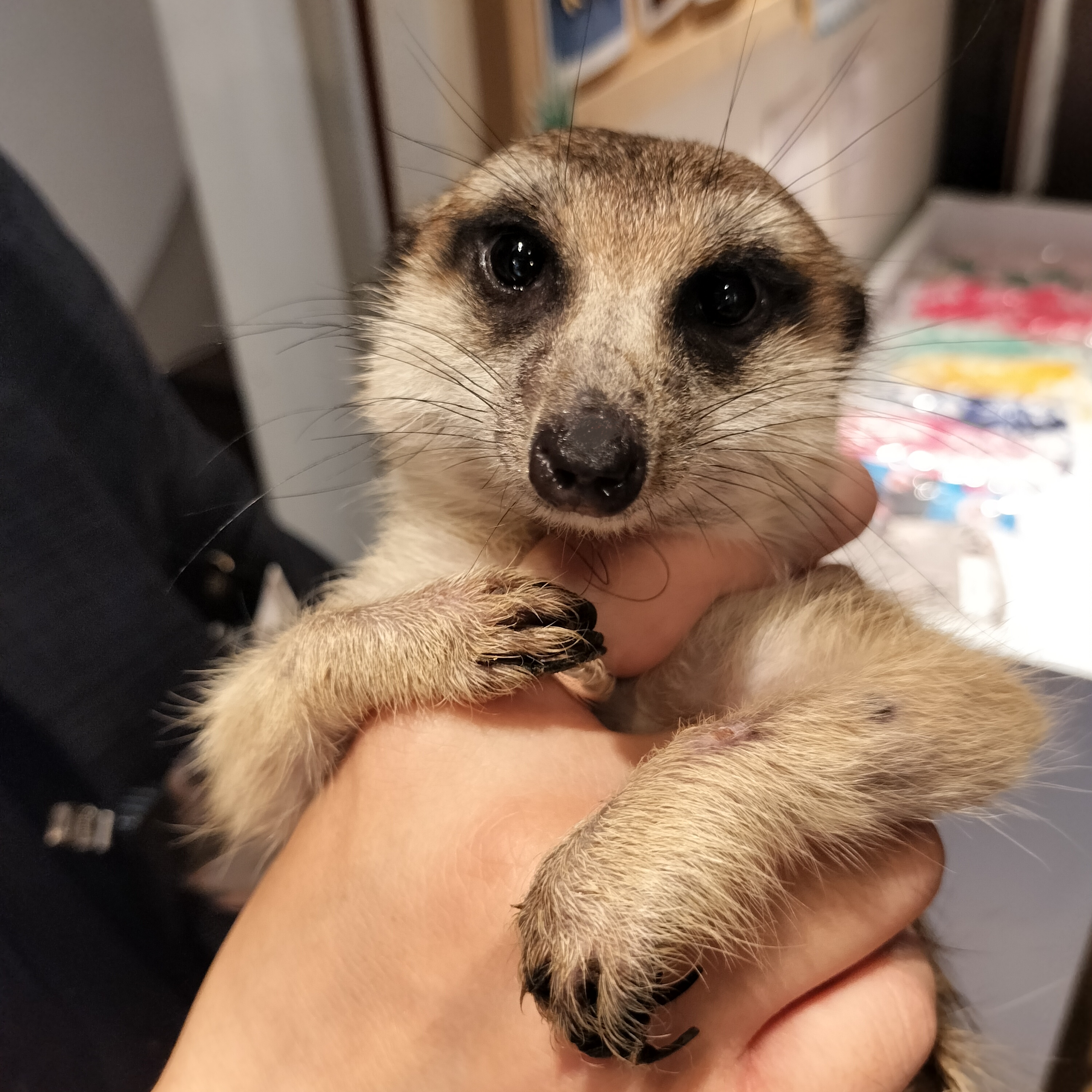 チョコ