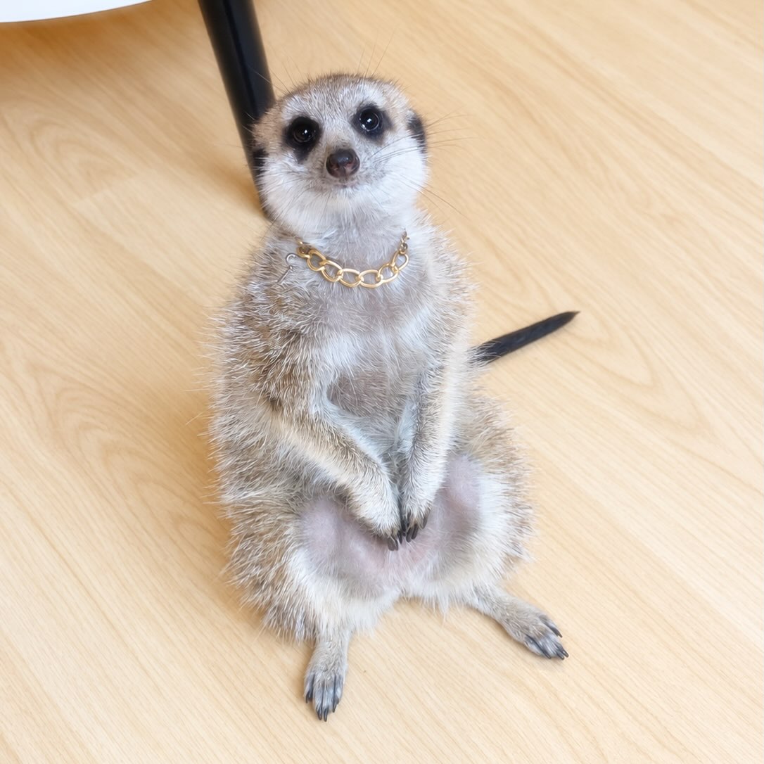 googoo のジンちゃん