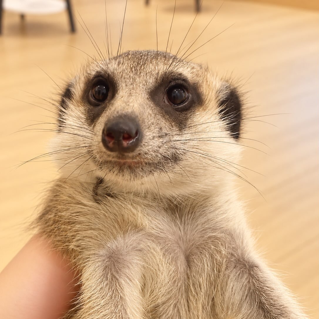 ウォッカ
