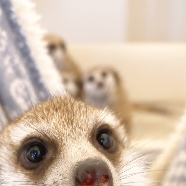 キティ