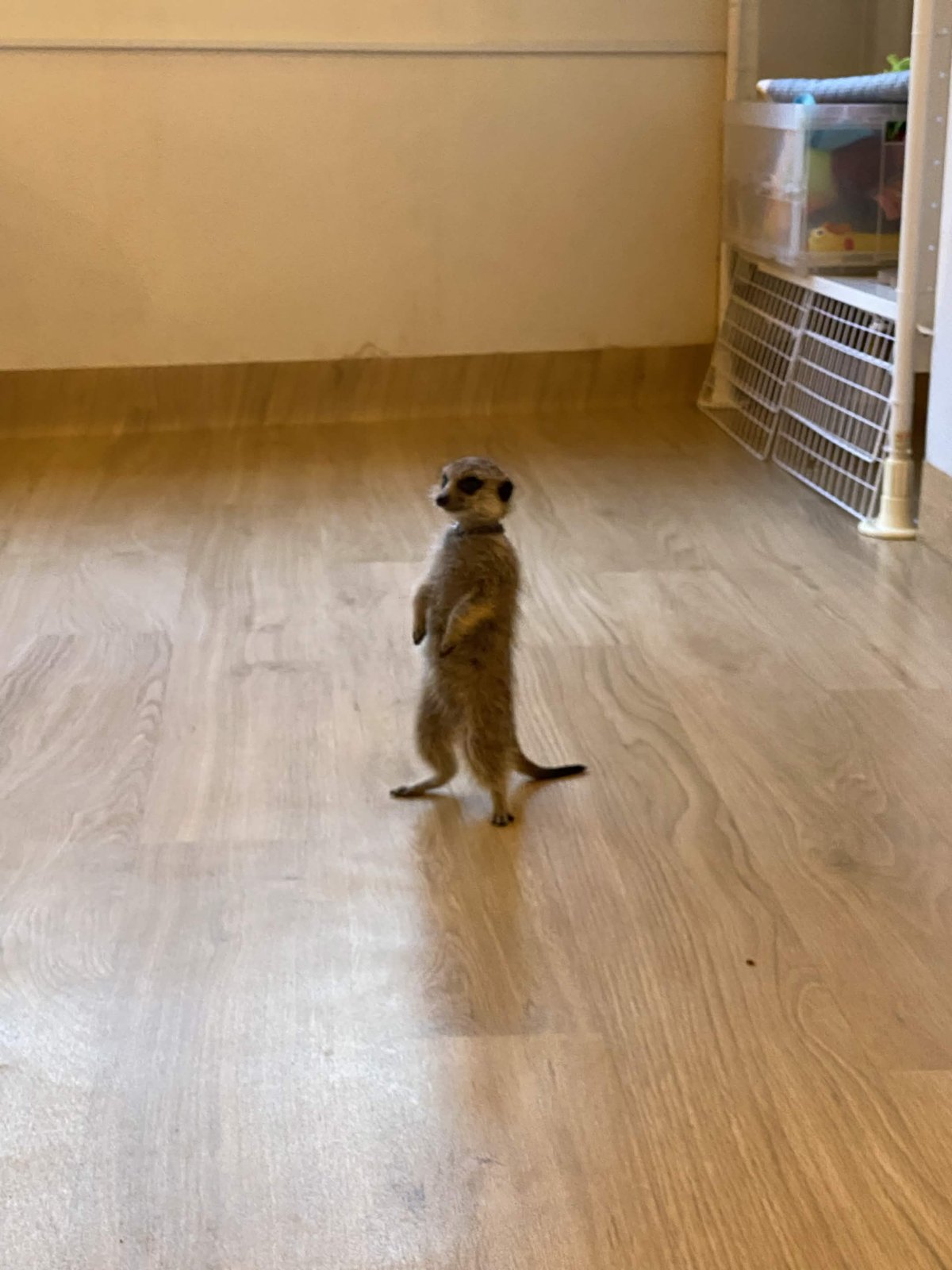 ラム