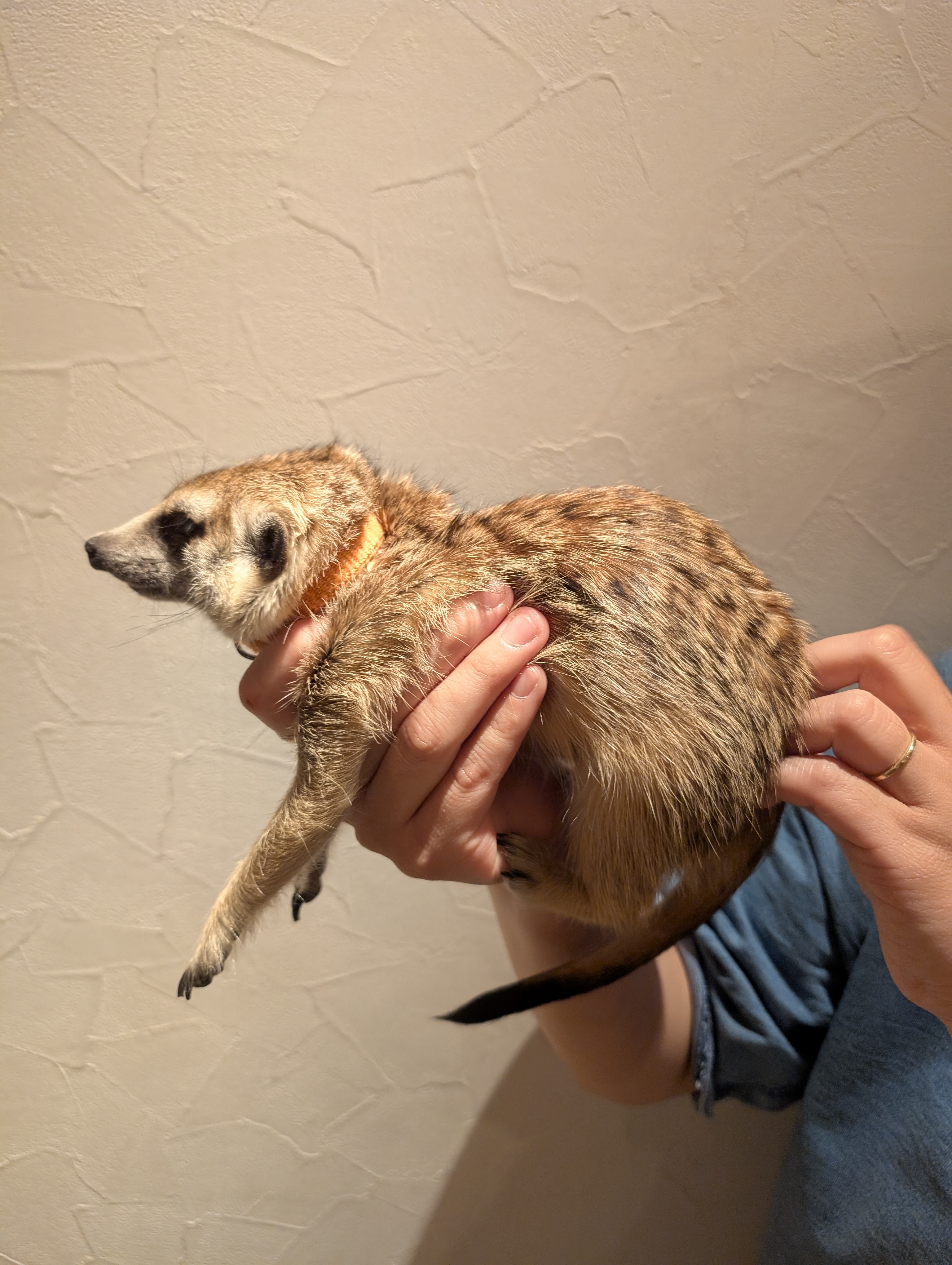 サルサ