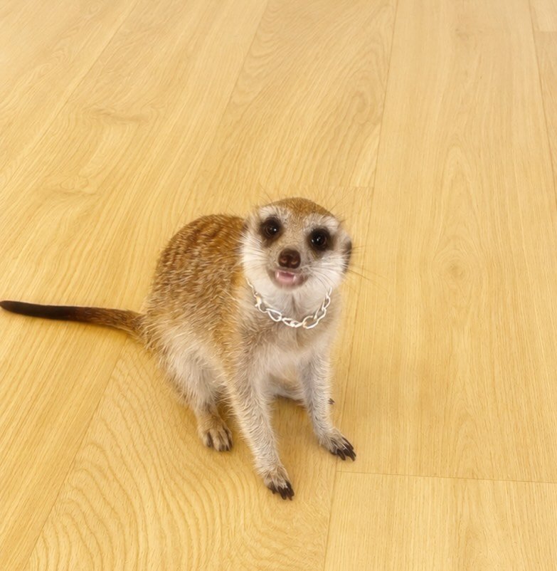 ロゼ