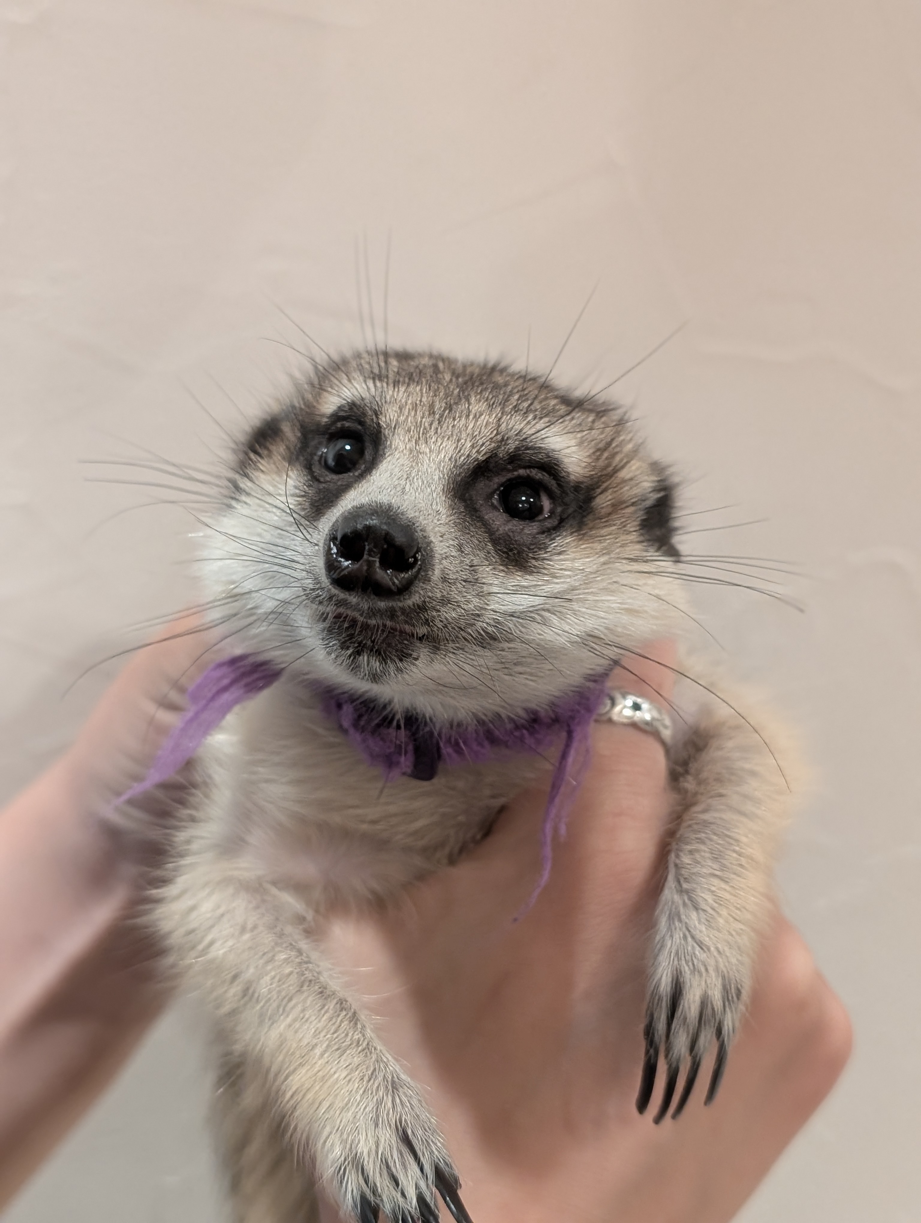 ナチョ
