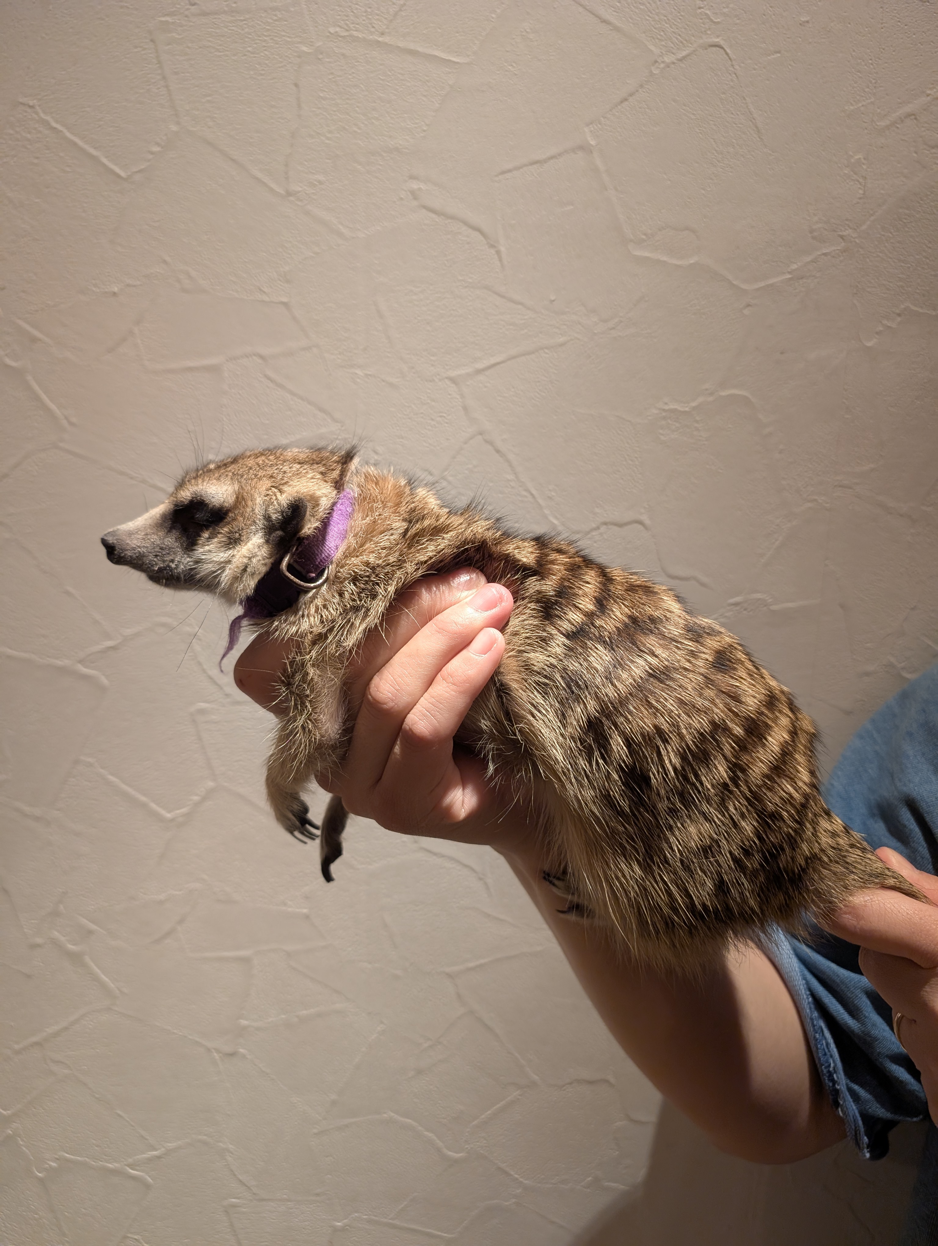 ナチョ